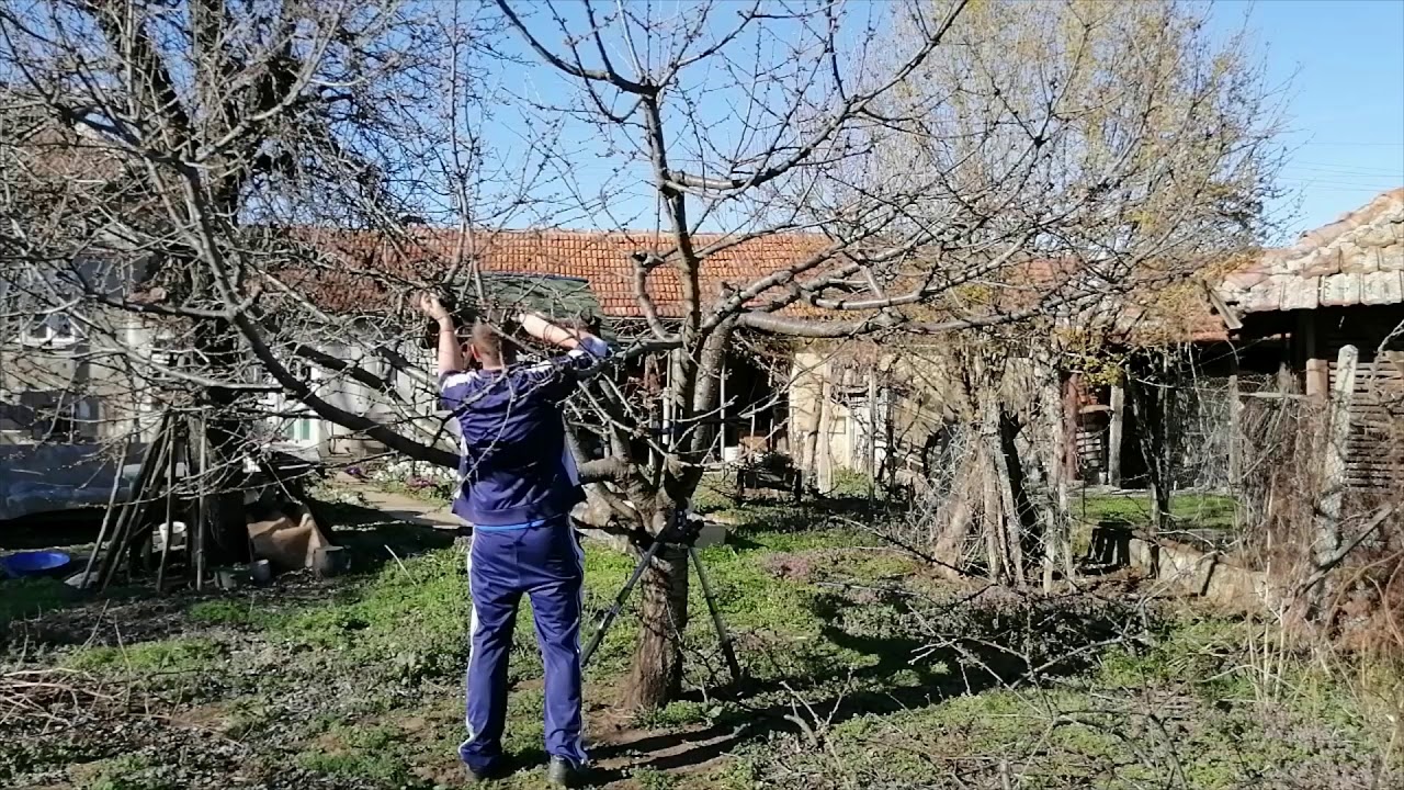 Резитба - 20 годишна череша
