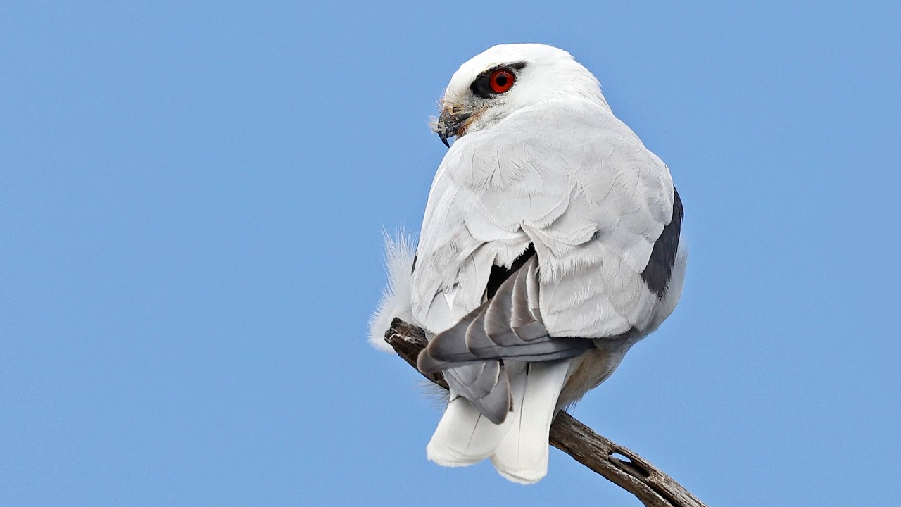 Australia Part 46: Birding Sunrise Track, Skeleton Creek & Cheetham Wetlands, Oct 24 #canon_r5