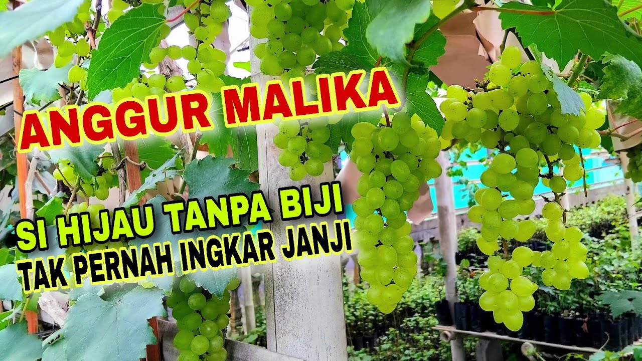 EPS 86 - SERIUS ⁉️ 1 POHON ANGGUR BERBUAH RATUSAN DOMPOL ‼️ ANGGUR MALIKA