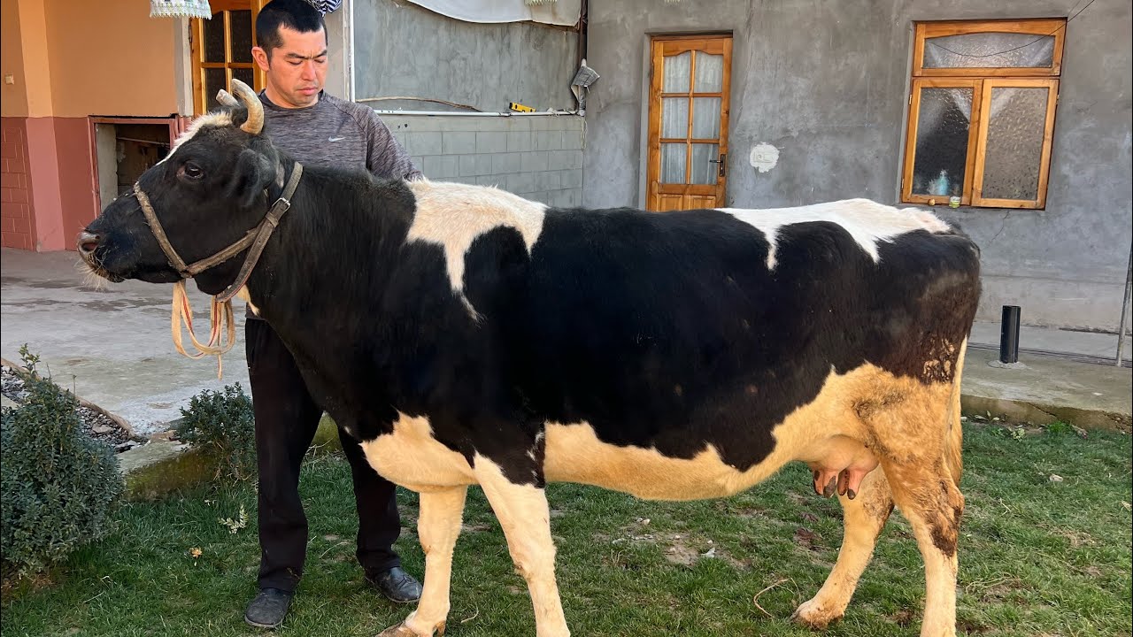 🔥YETUK BO’G’OZ🔥SOTUVDA 97 738 76 76 TOSHKENT