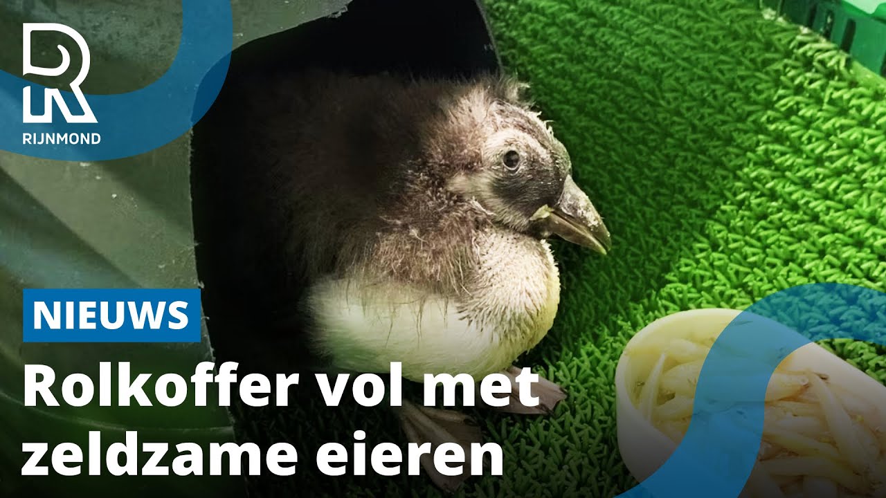 Gestolen eieren papegaaiduikers uitgebroed in Blijdorp | Rijnmond