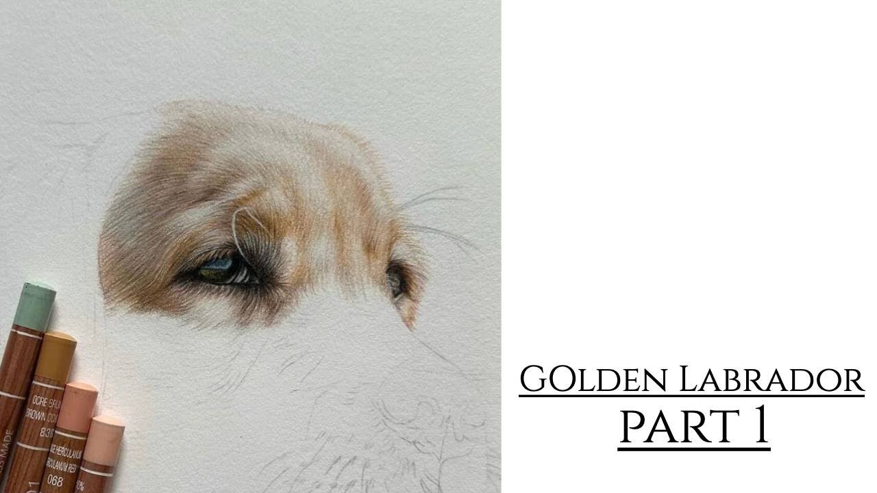Drawing a Golden Labrador in Coloured Pencils- Part 1