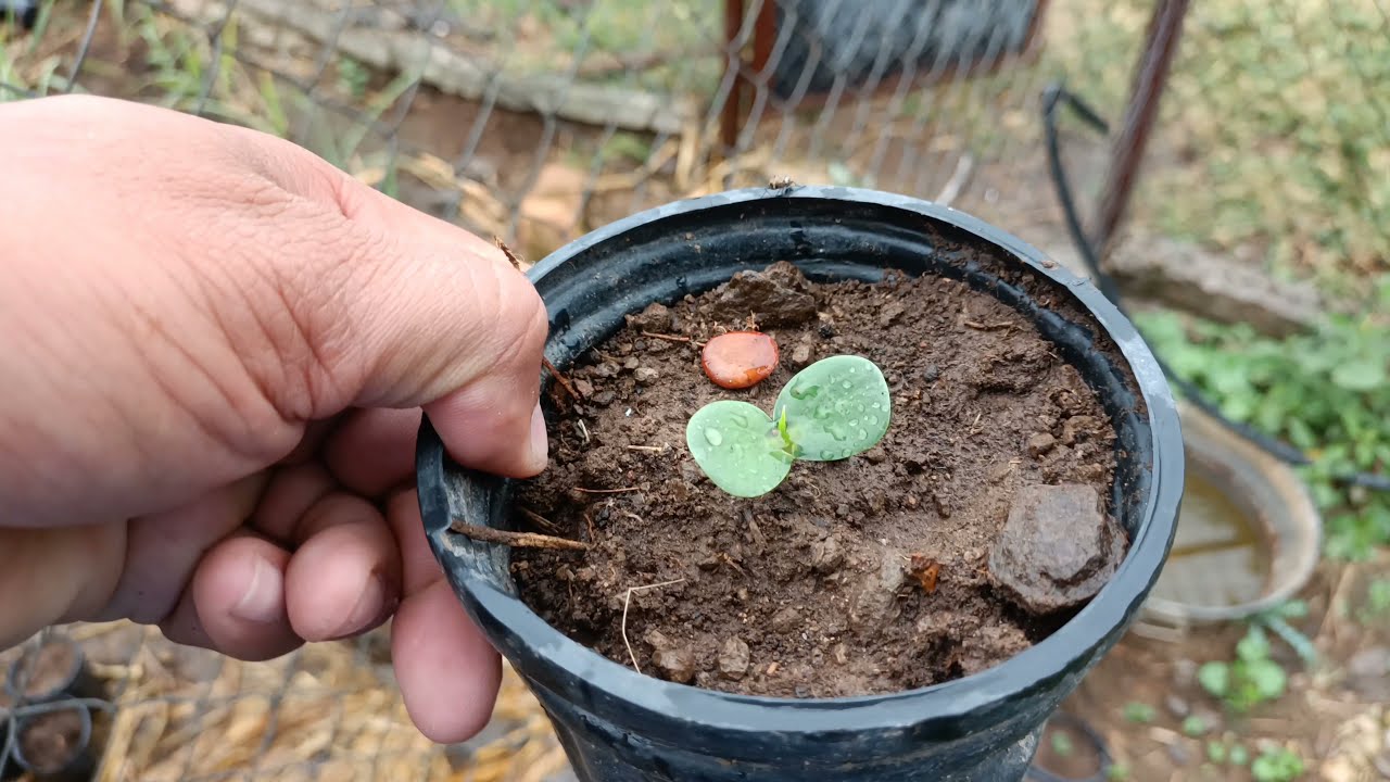 Leucaena. La mejor forma de germinar sus semillas