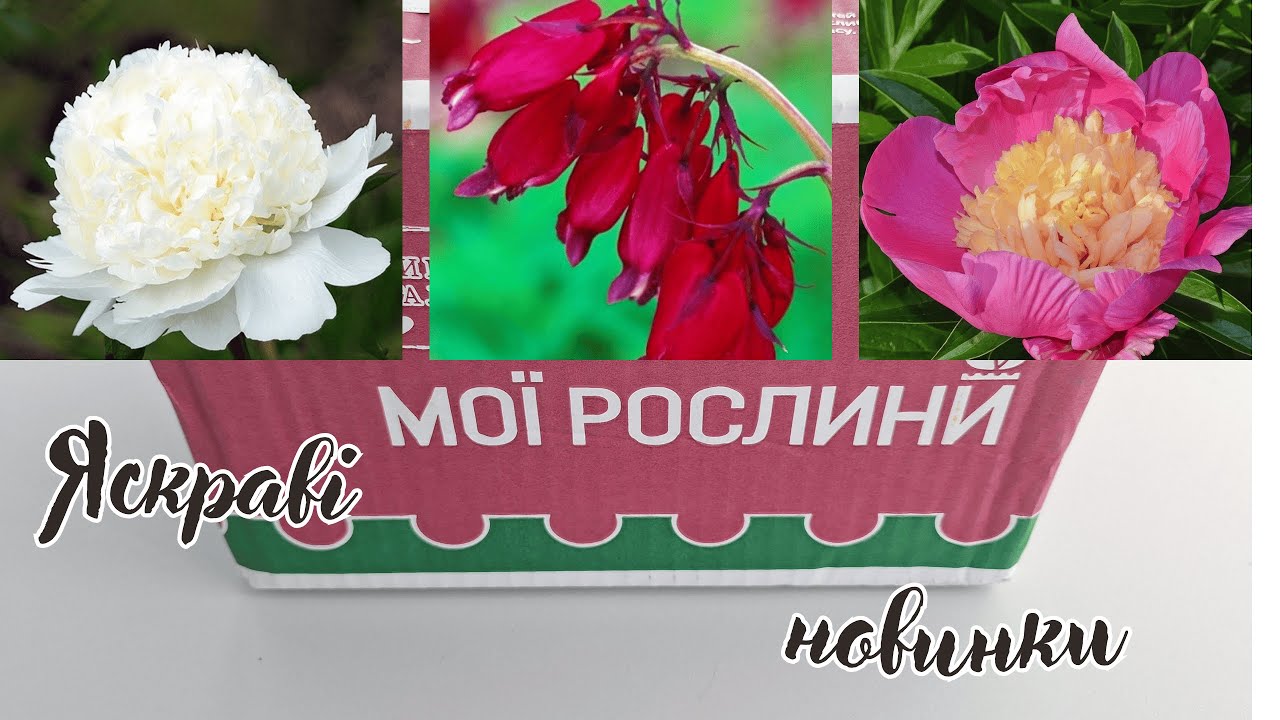 Посилка з ФЛОРІУМУ. Збираю колекцію півоній.