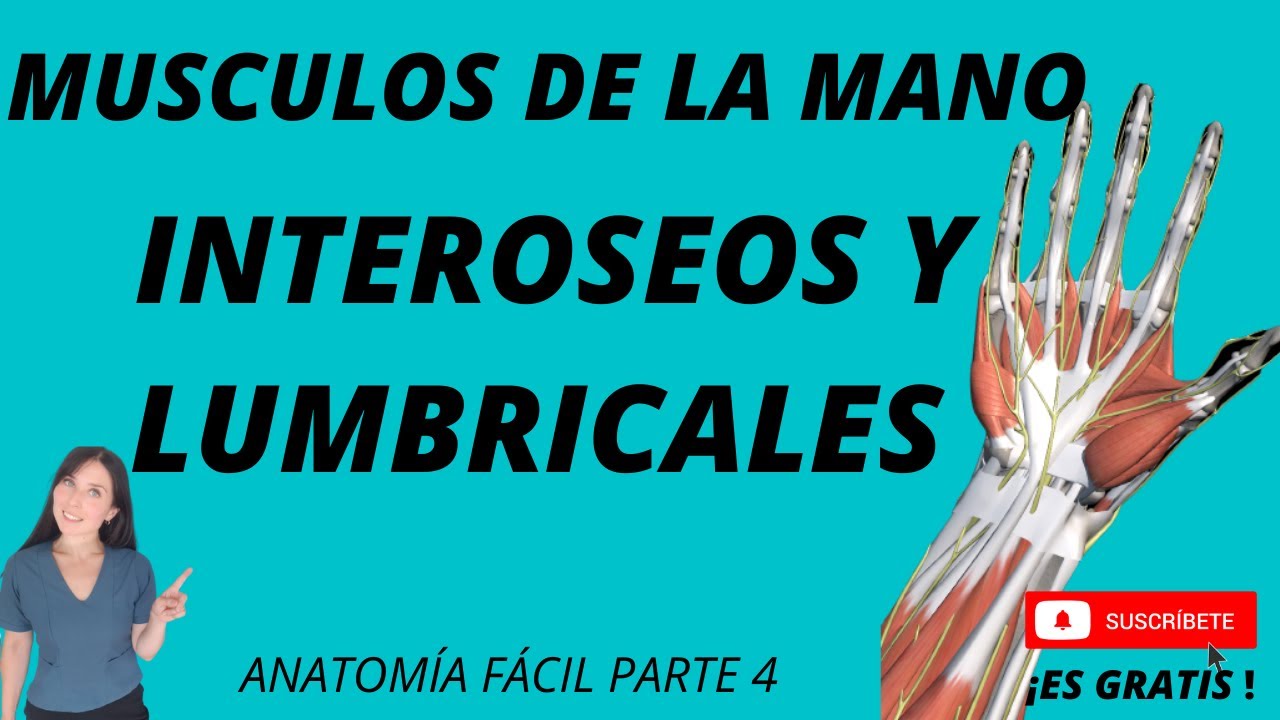 MUSCULOS INTEROSEOS Y LUMBRICALES DE LA MANO