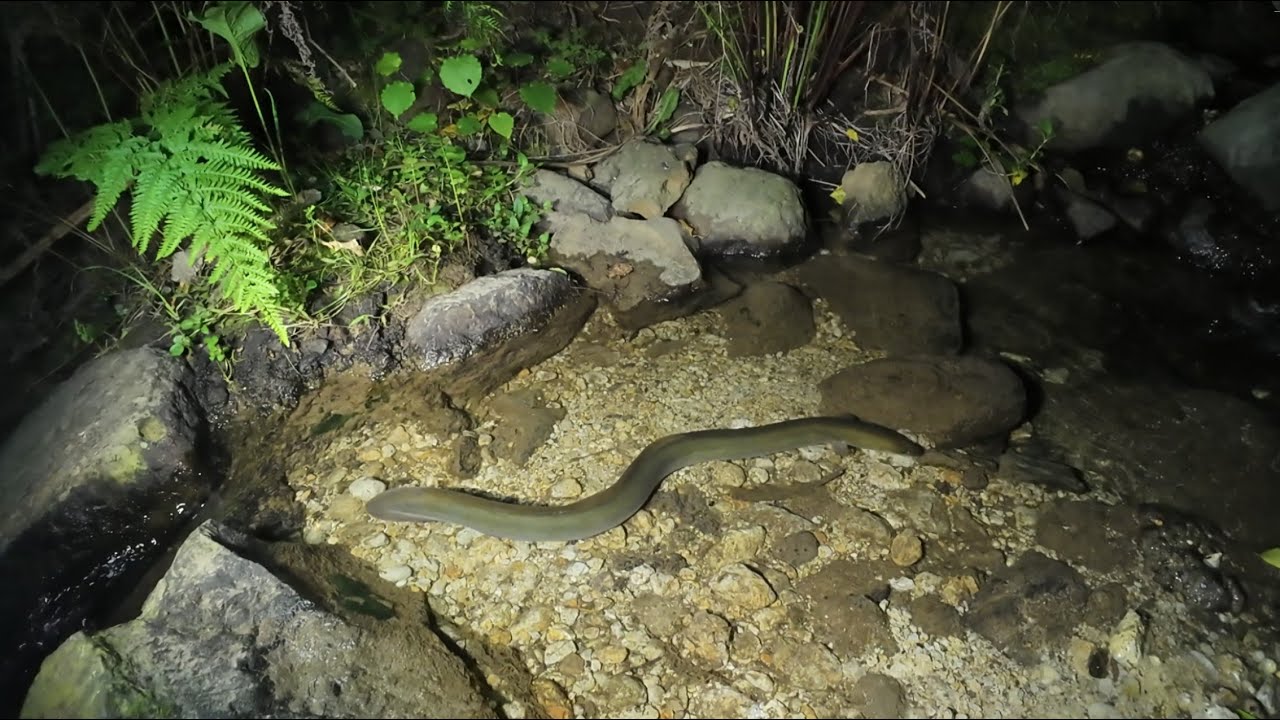 Feeding Eels 20 Oct 2025