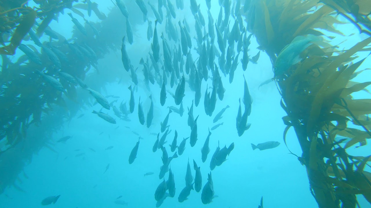SJSU Dive Club