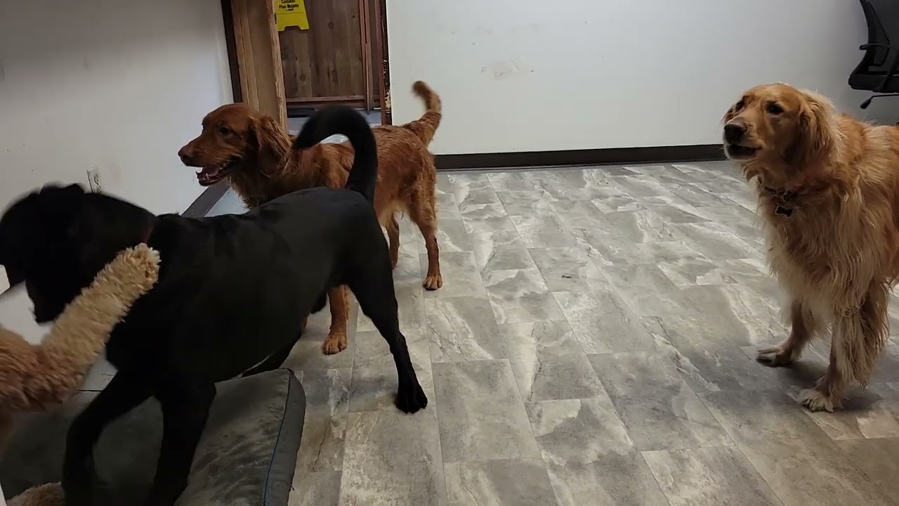 Dogs at Play:#dogs #dog