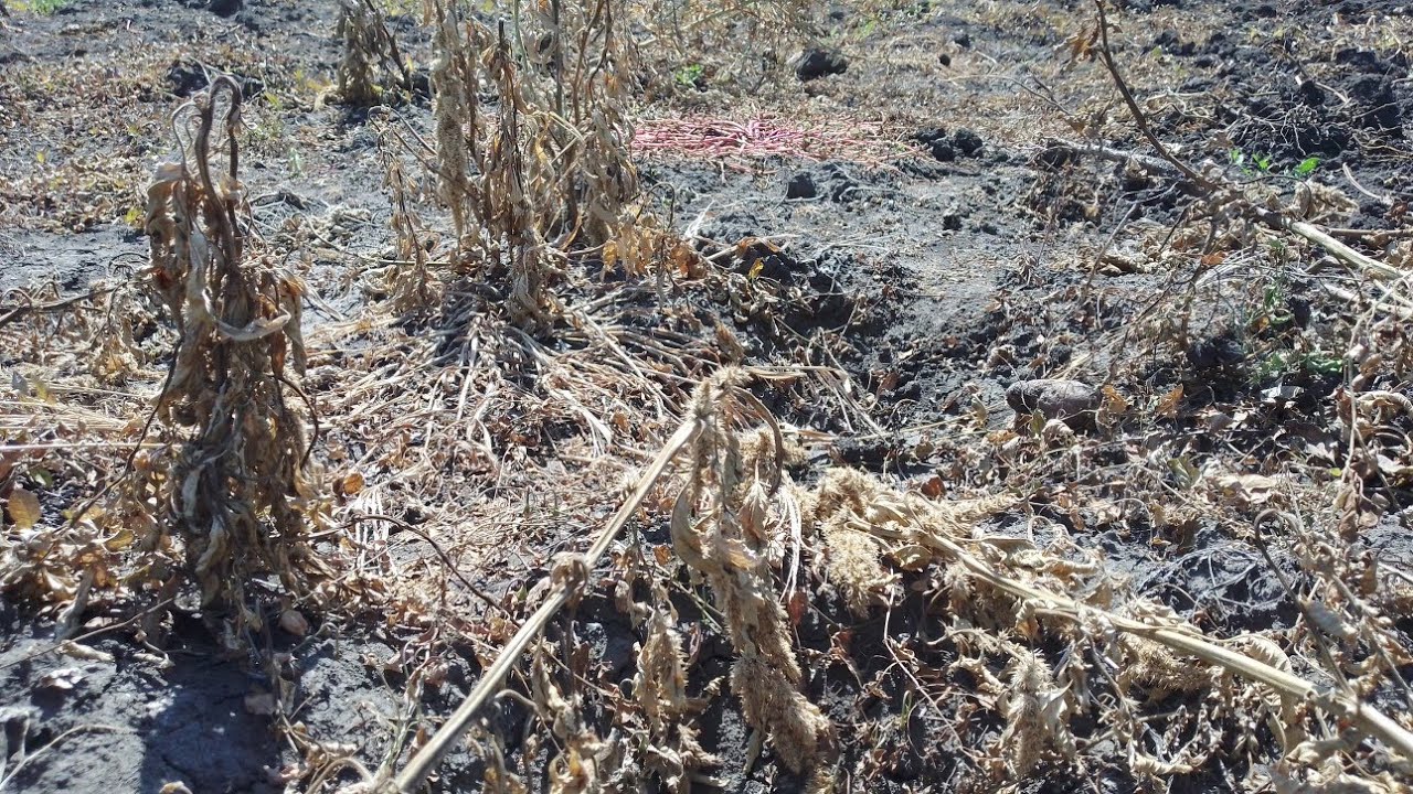 29.07.23. (7 днів)😱 гербіцид ''Агрітокс''  на картоплі ✖️при цвітінні.😭Згоріло все.✖️ Висновки.🤔