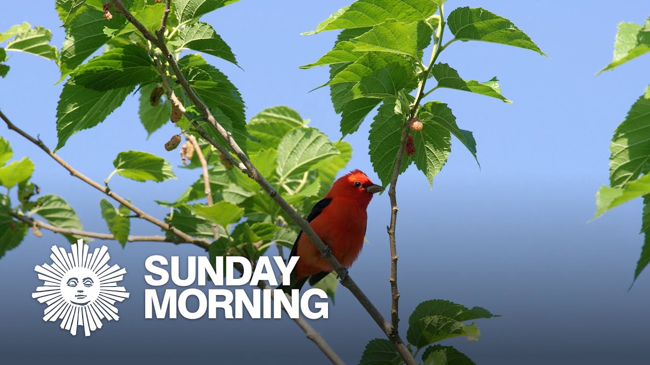 Nature: Songbirds in Texas