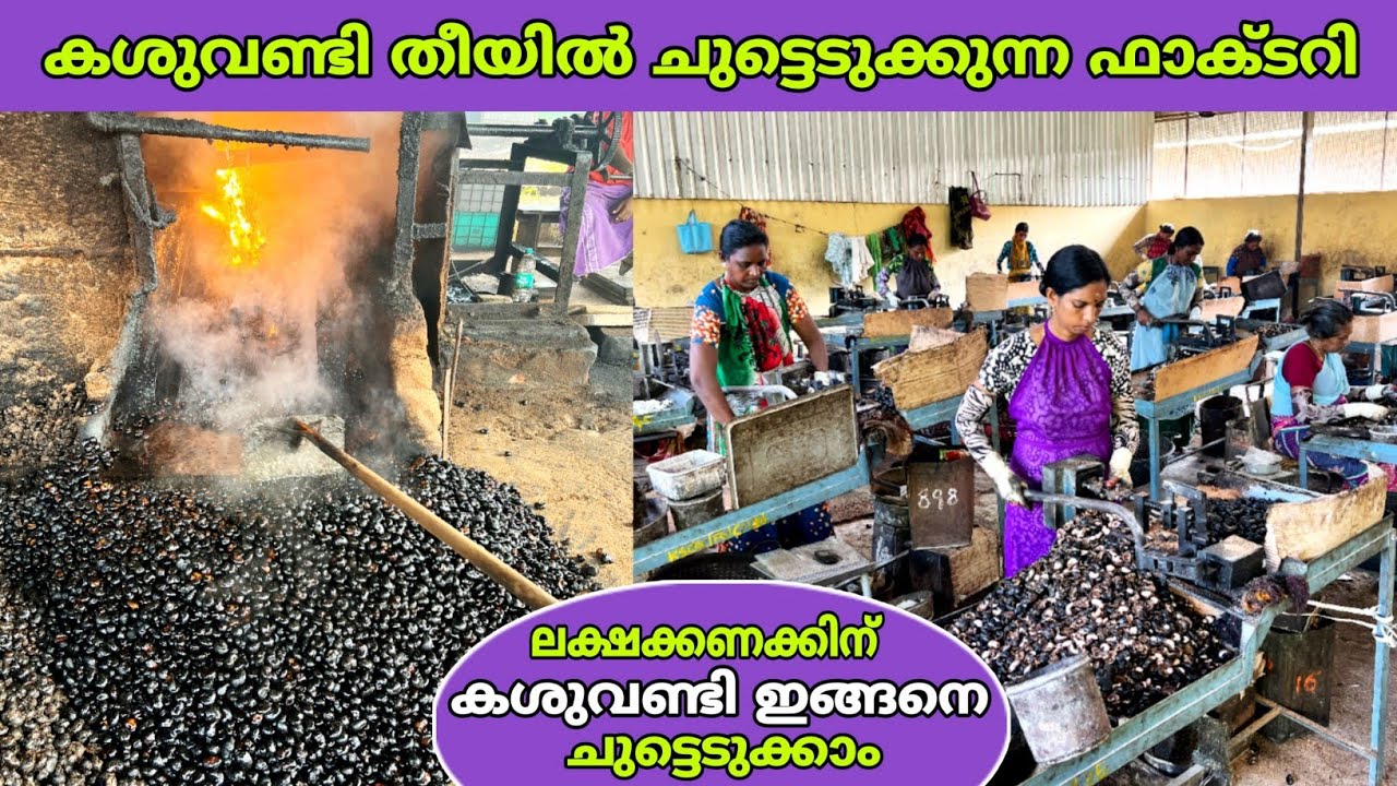 ഒറിജിനൽ കശുവണ്ടി തീയിൽ ചുട്ടെടുക്കുന്ന സർക്കാർ ഫാക്ടറിയിലെ ഗംഭീര കാഴ്ച്ച😍 | cashew nut | fz rover