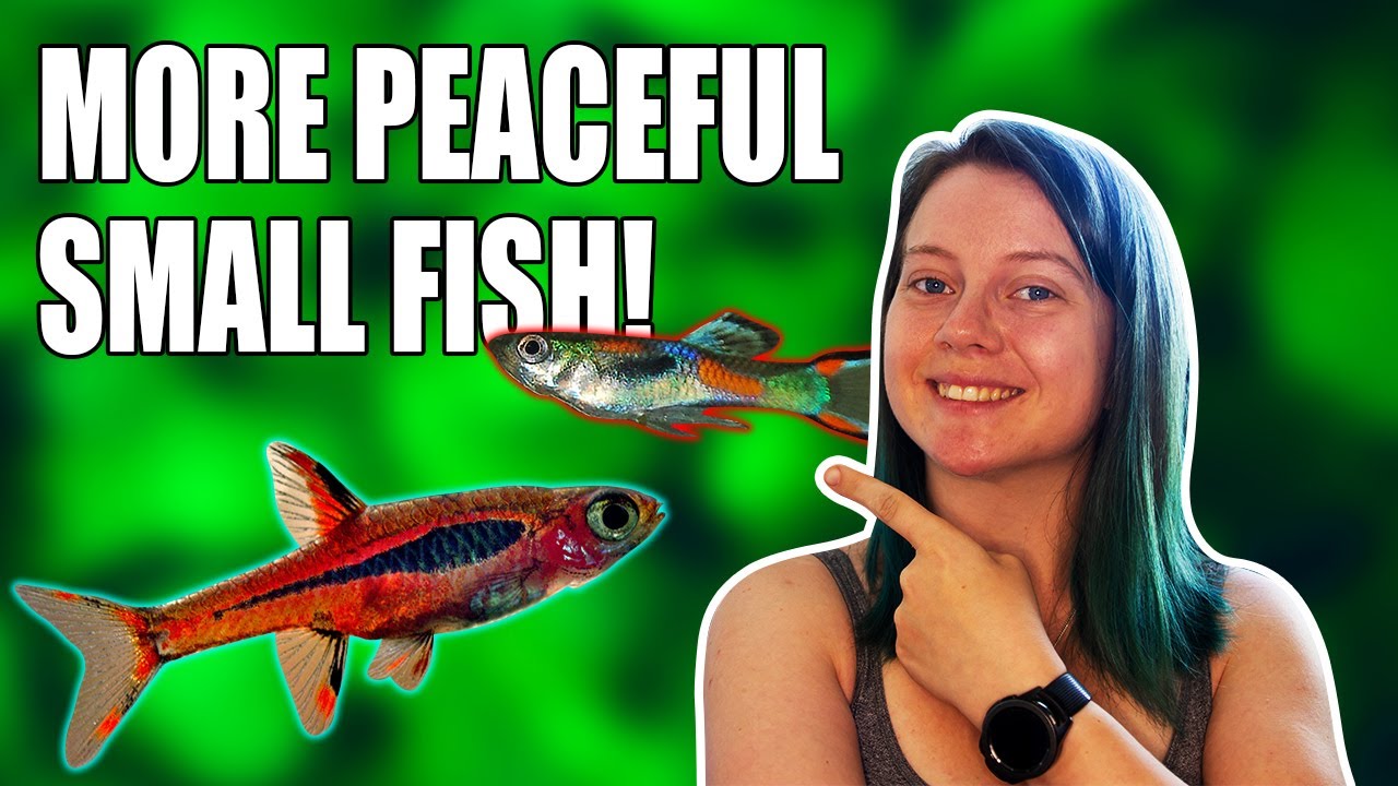 5 MORE Peaceful Fish for Your Small Aquarium