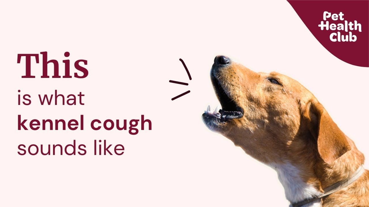 What is kennel cough and what does is sound like? Get the facts