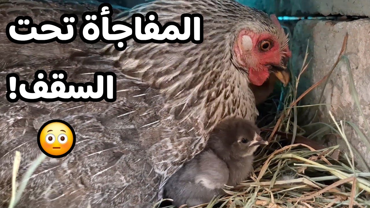 كنا نرتّب بيت الدجاج… لكن تحت السقف وجدنا ما لم نتوقّعه 🐣