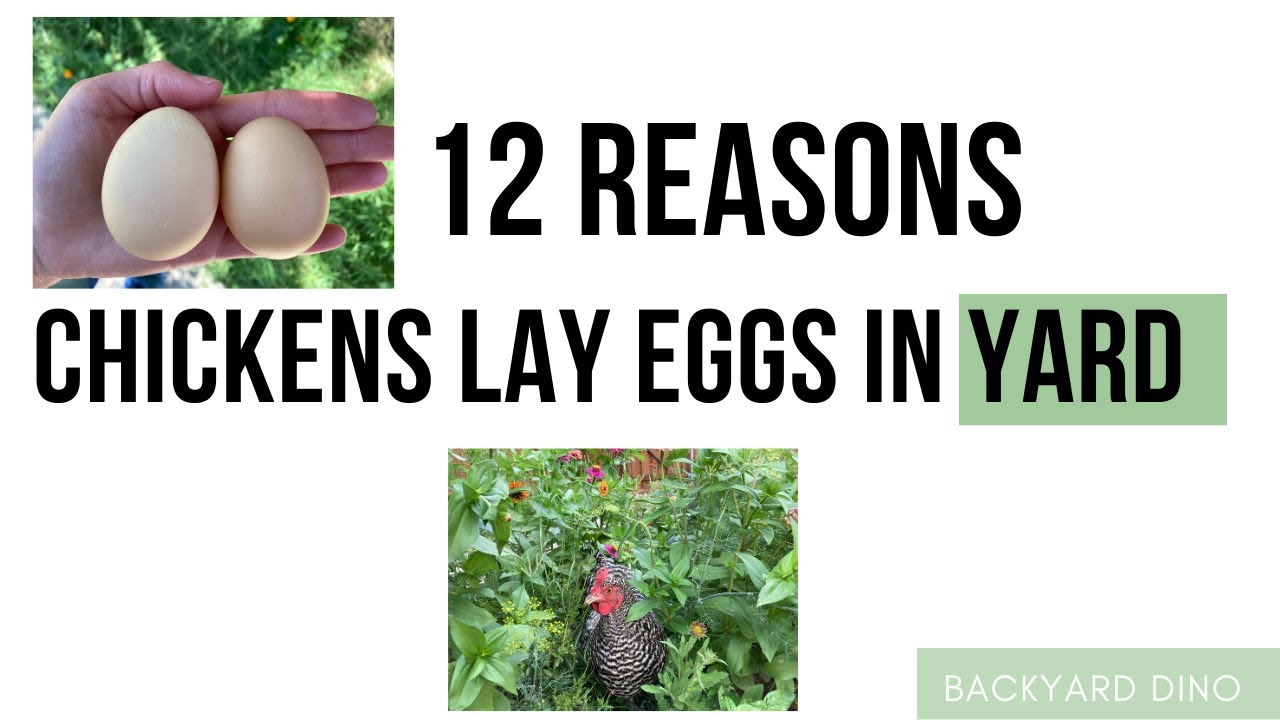 12 Reasons Why Chickens Lay Eggs in the Yard (and how to fix it)