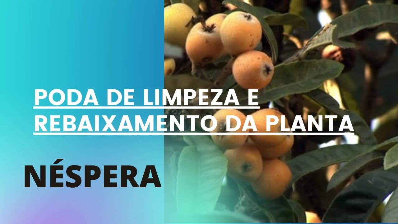 COMO FAZER A PODA NA NÉSPERA PARTE 2