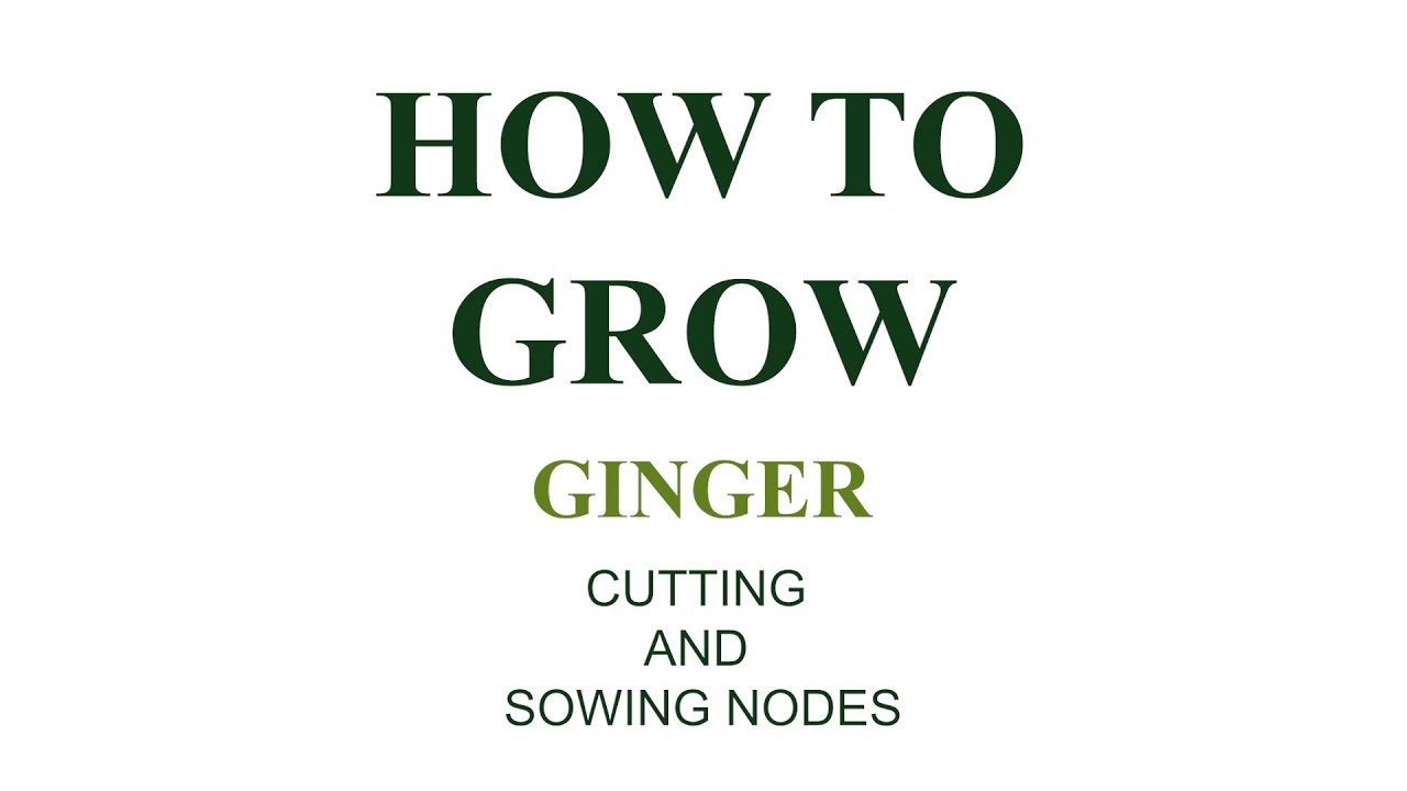 How to Grow... Ginger: Cutting and Sowing Nodes
