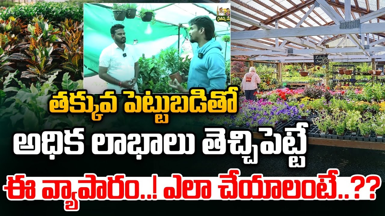 అధిక లాభాలు తెచ్చిపెట్టే ఈ వ్యాపారం | This business brings high profits | Nursery | Rythanna Nestam