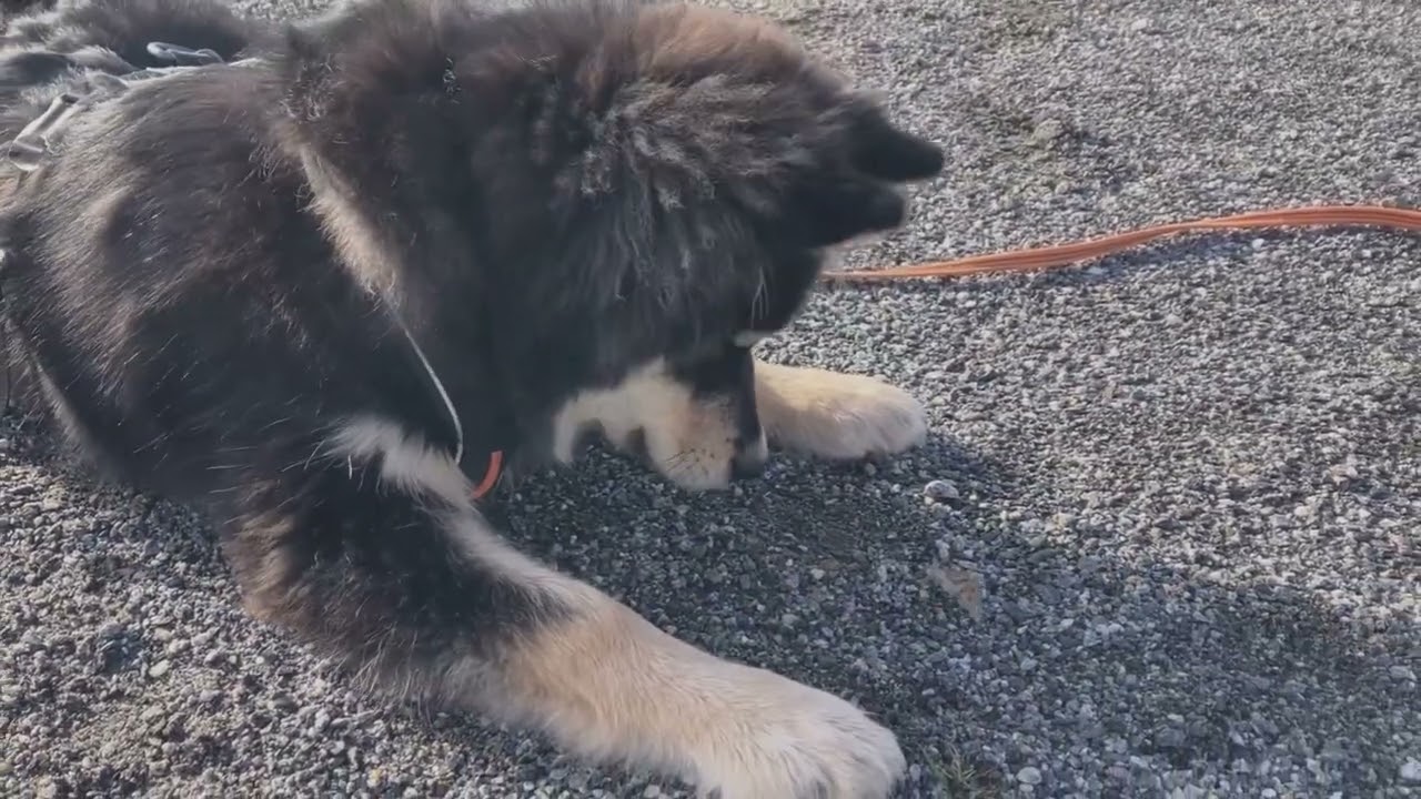 Finnish Lapphund : Miro's First year!