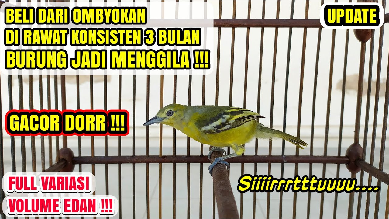 UPDATE SIRTU HASIL OMBYOKAN JADI GACOR PARAH !!!