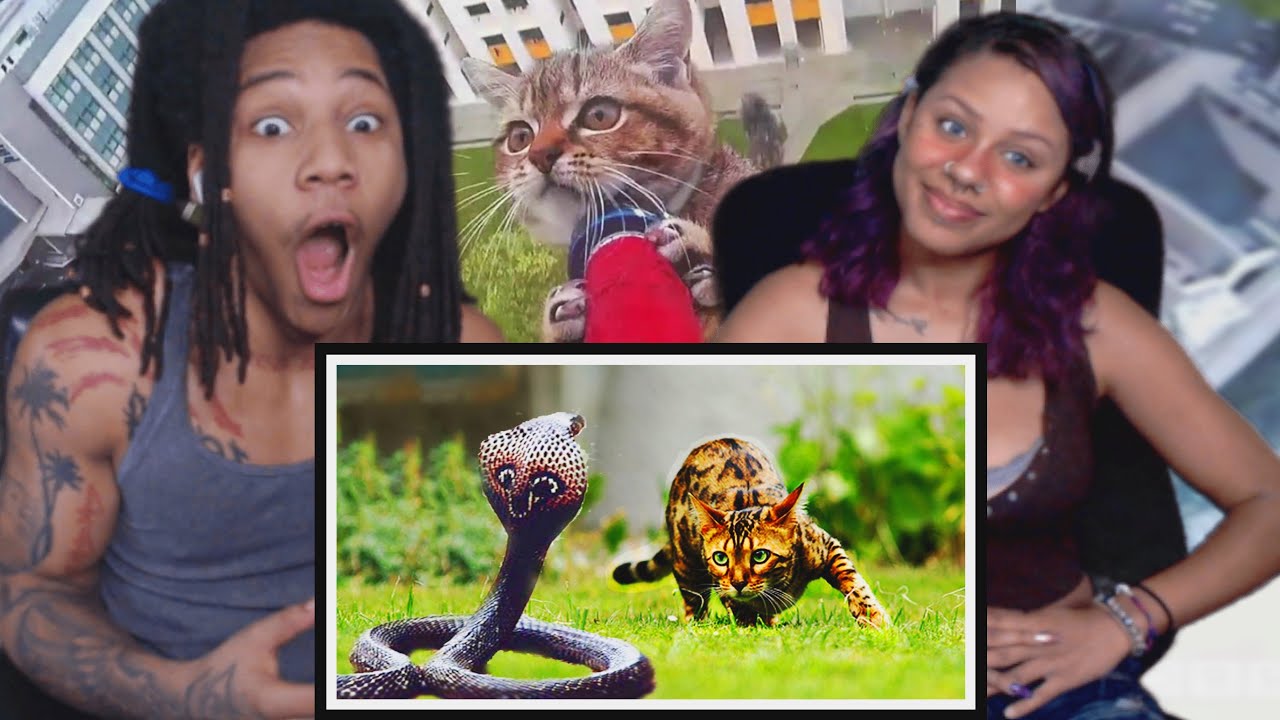 Безумный сюжет «Доспехи кошек» (Casual Geographic) | Реакция