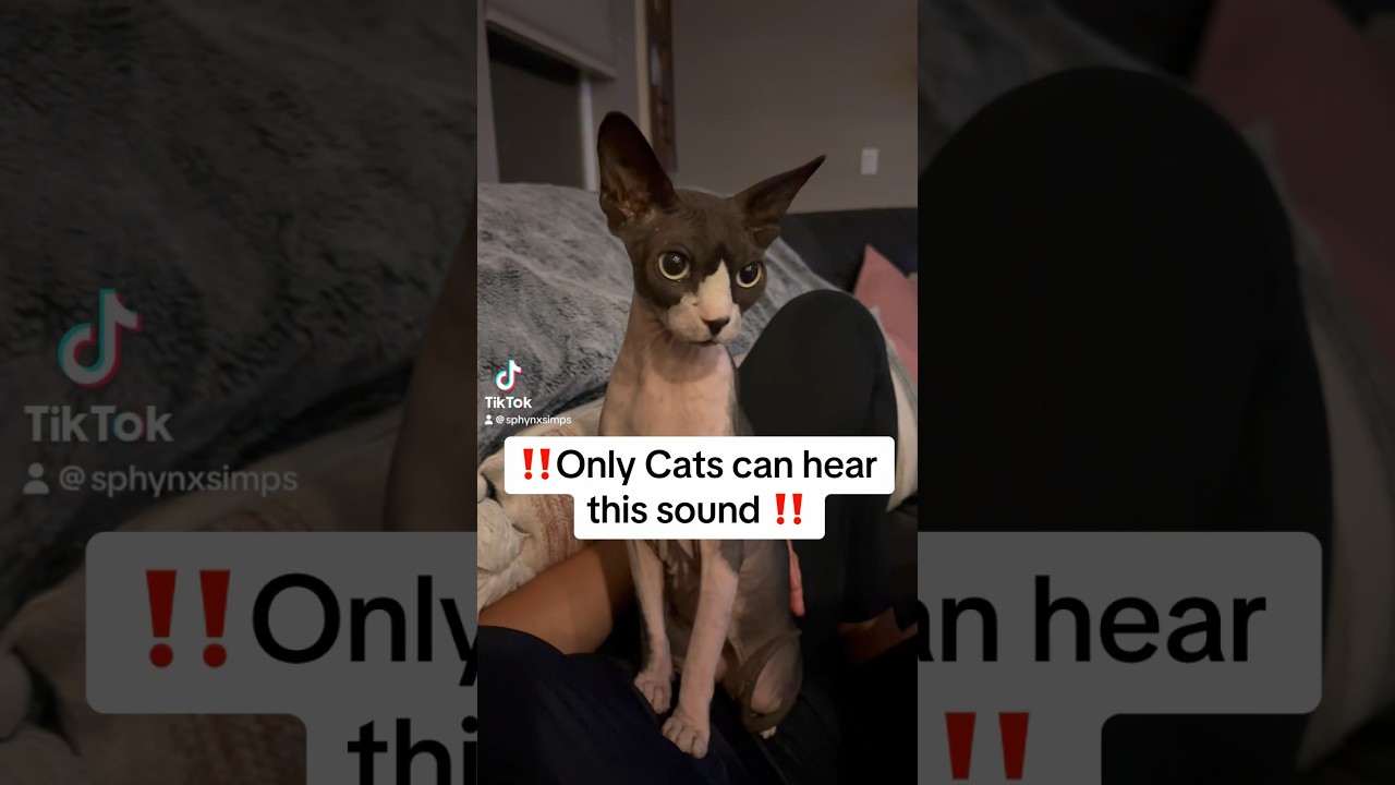 ‼️Only cats can hear this sound‼️ #cats #sphynx #catbreed #catsoftiktok #hairlesscats
