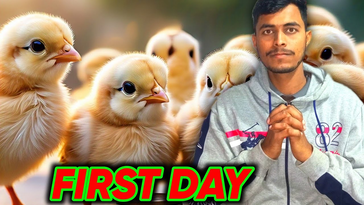 First Day Of Poultry Farming @BlogWithFarm