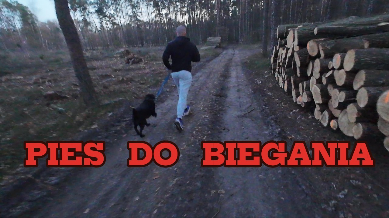 PIES DO BIEGANIA