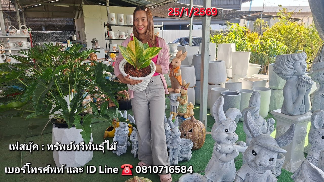 ☎️ 0810716584รวมไม้ทั้งร้าน เงินหนาด่างสวย จันดำด่างชมพู กวักมรกตด่างเหลืองฟอร์มสวย ไม้ดอกไม้ประดับ