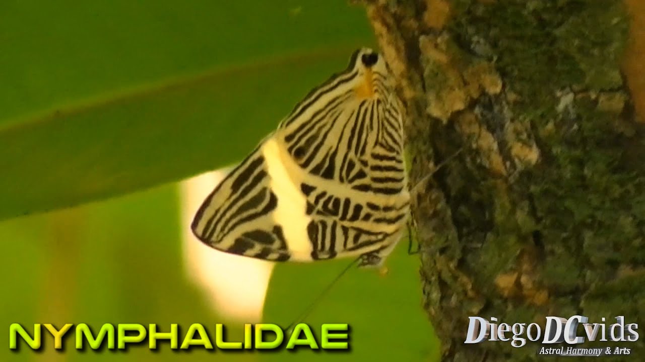 Colobura dirce Beauty Zebra Mosaic Butterfly (Nymphalinae - Coeini)