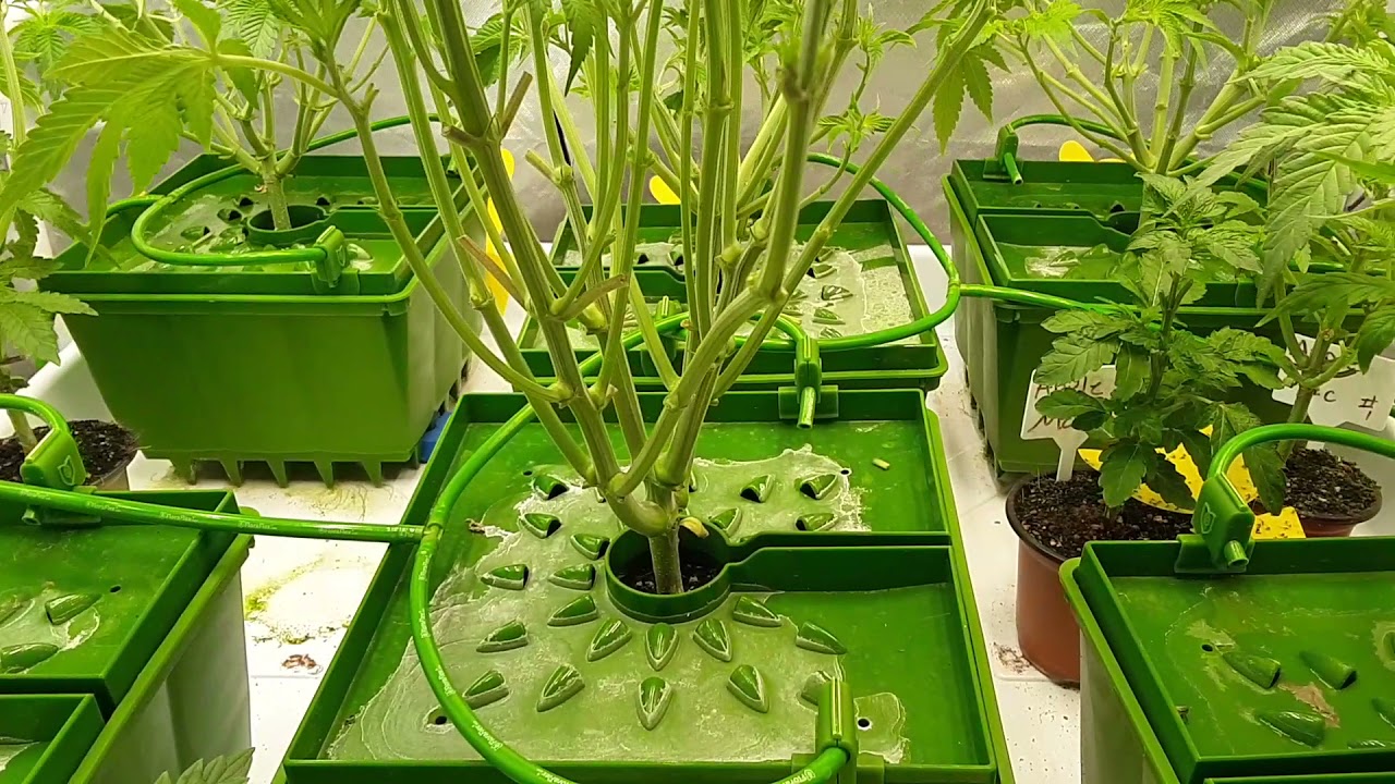 major leaf STRIP getting ready for Flower 31 days of veg