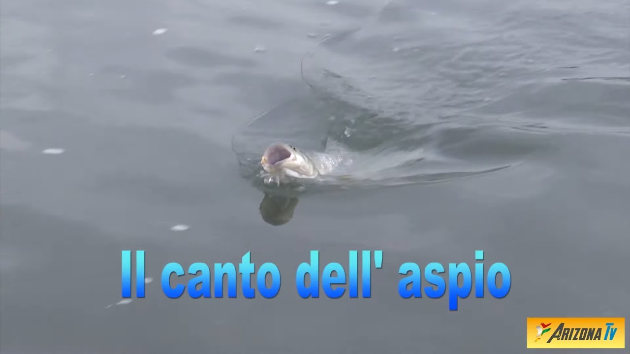 MONDO PESCA - IL CANTO DELL' ASPIO  - FIUME PO  - OLZA  PC - PESCA CON LA BOLOGNESE - #pescasportiva