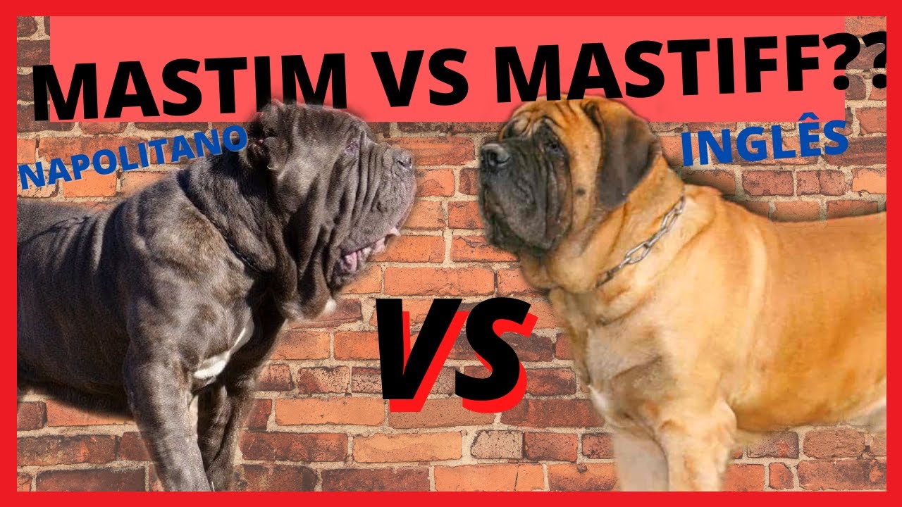 MASTIFF INGLES VS MASTIM NAPOLITANO