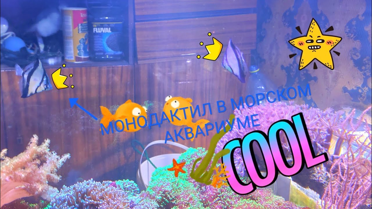 Монодактил темный, в морском аквариуме