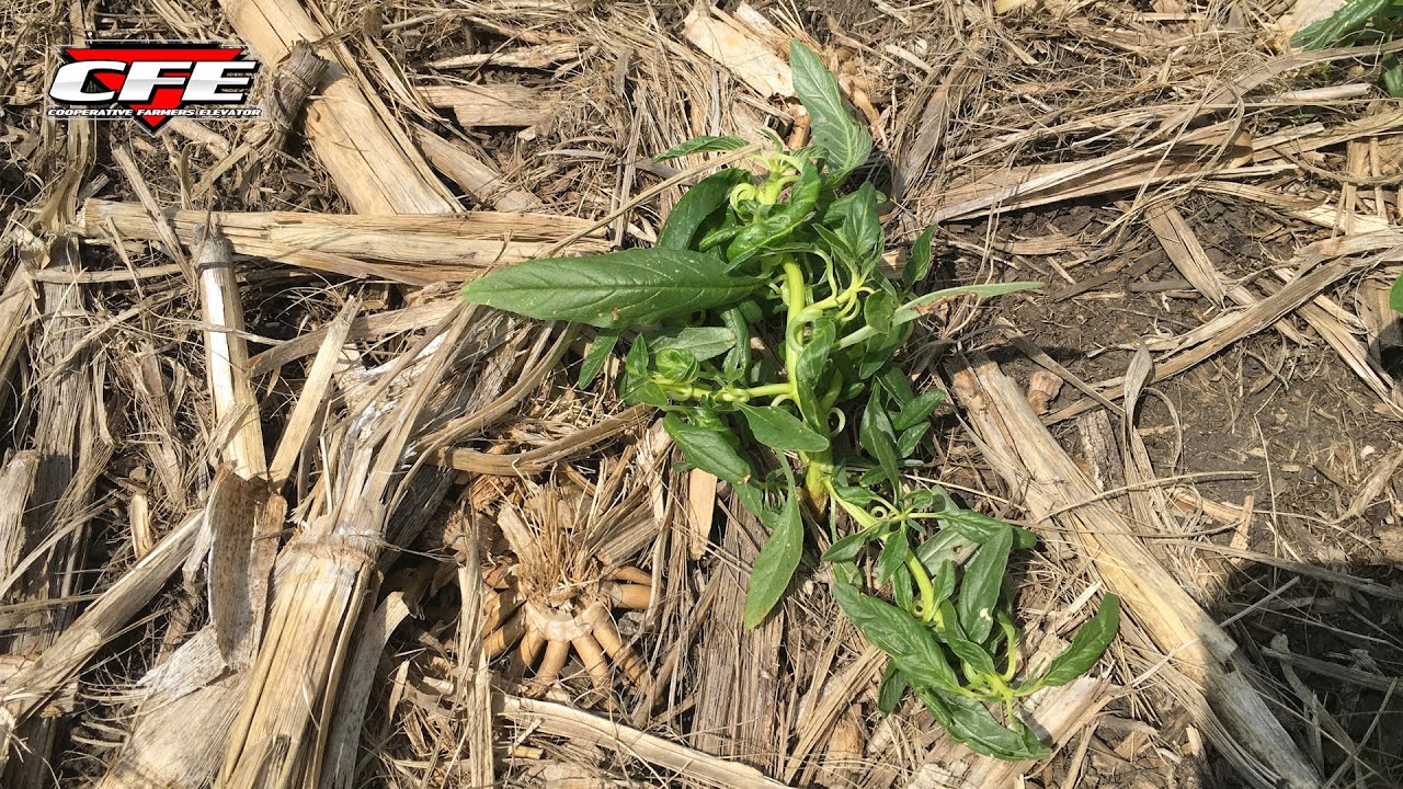 Are the Weeds Dead?