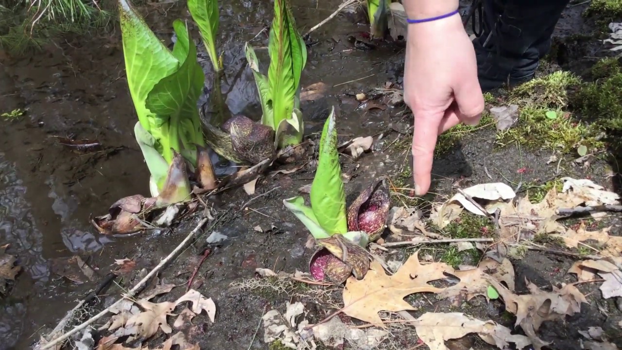 Skunk Cabbage - A spring ephemeral