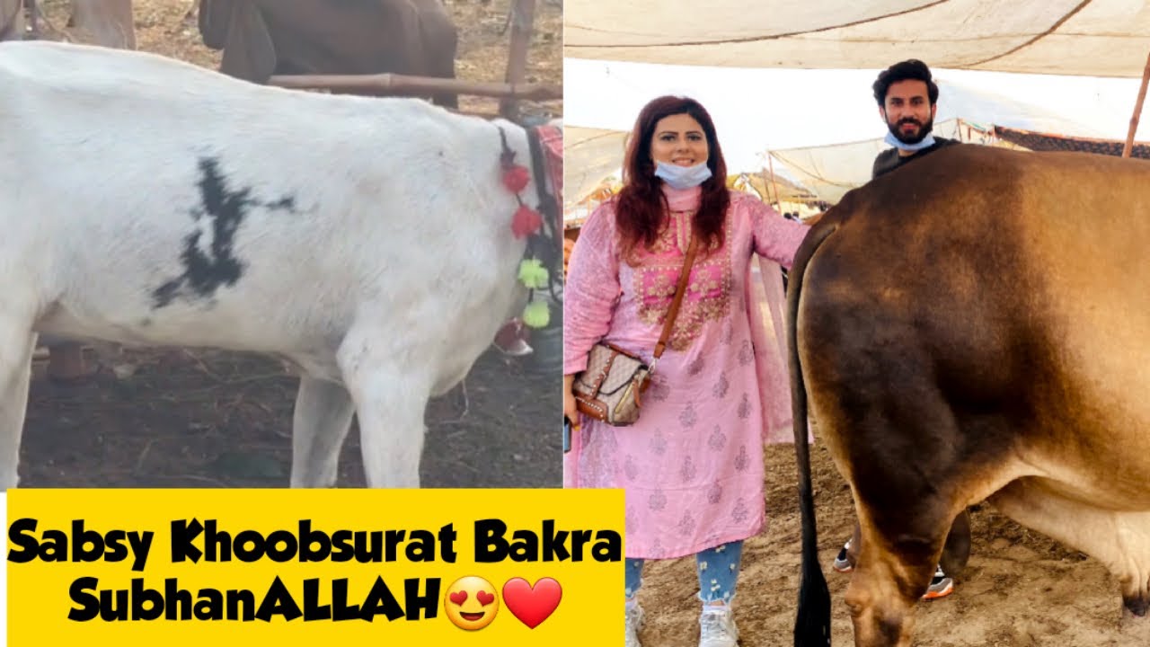 Sabsy Khoobsurat Bakra aur Sabsy Mehnga Cow | Best Vlogs in Pakistan | Adil Anwar