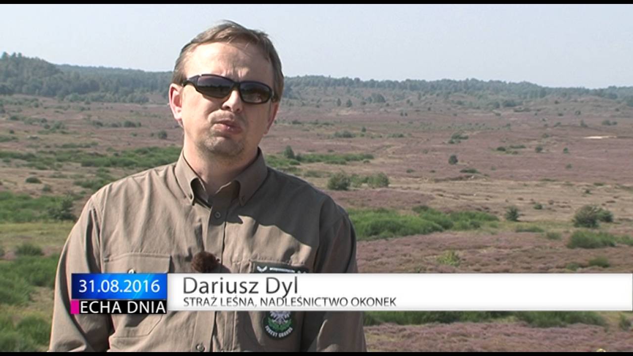 Wrzosowiska w Okonku