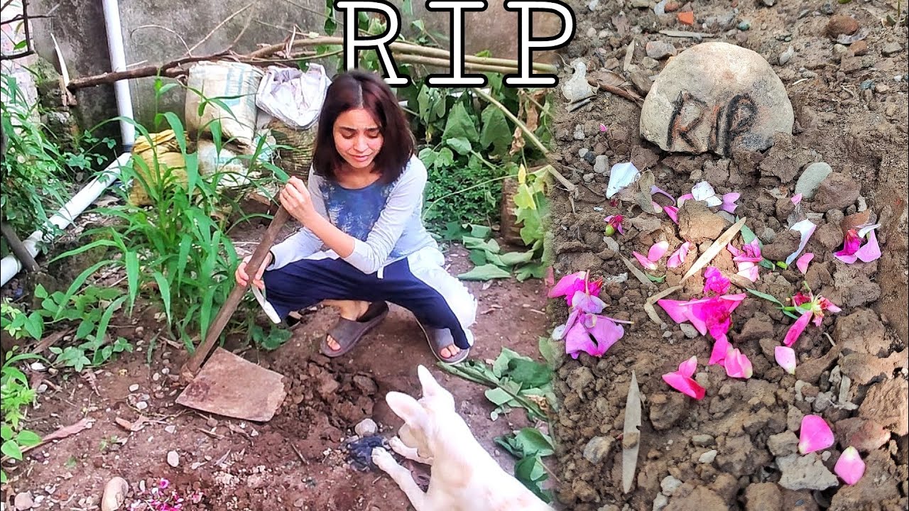 Khud Antim sanskaar krna pda 😢 RIP |AD61