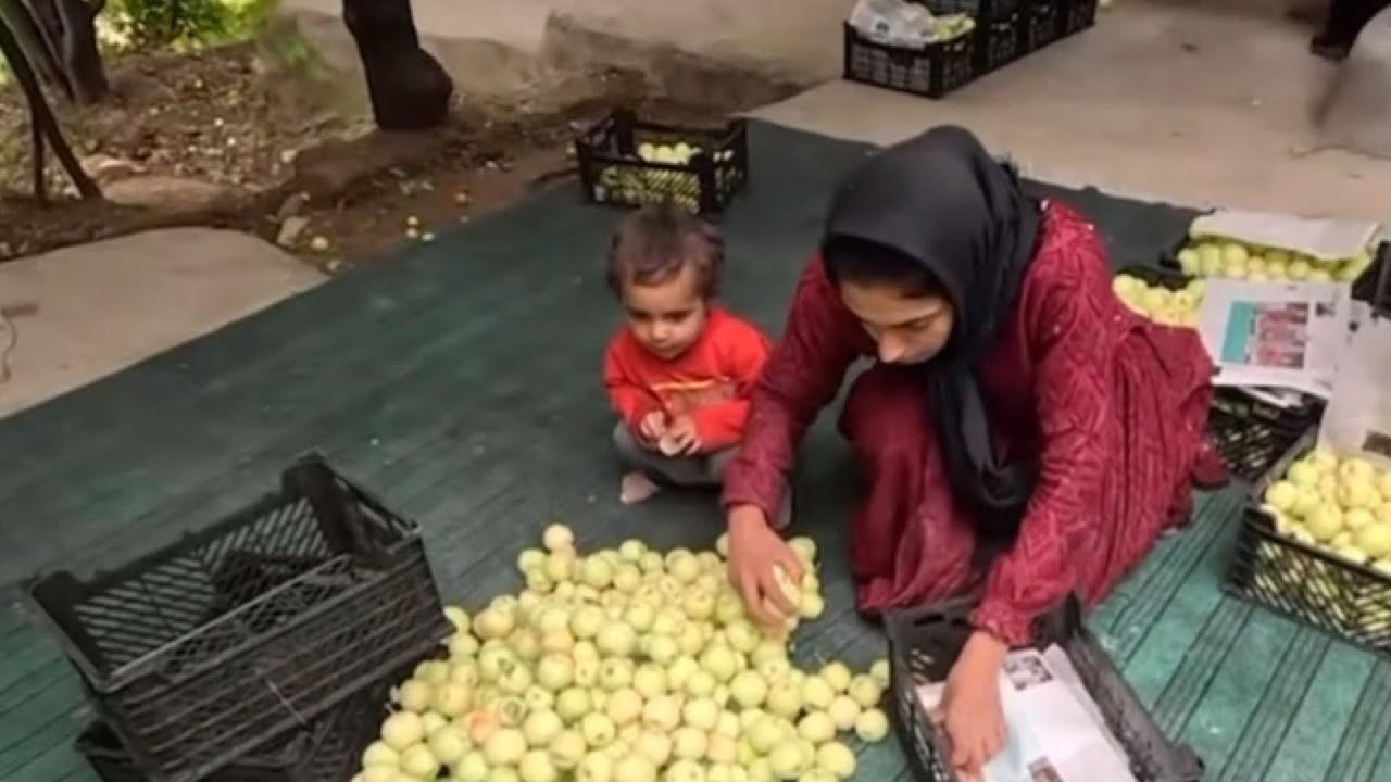 Người Mẹ Iran &ndash; Masha L&agrave;m Việc Ở N&ocirc;ng Trại | C&acirc;u Chuyện Cảm Động Về Nghị Lực V&agrave; T&igrave;nh Mẫu Tử