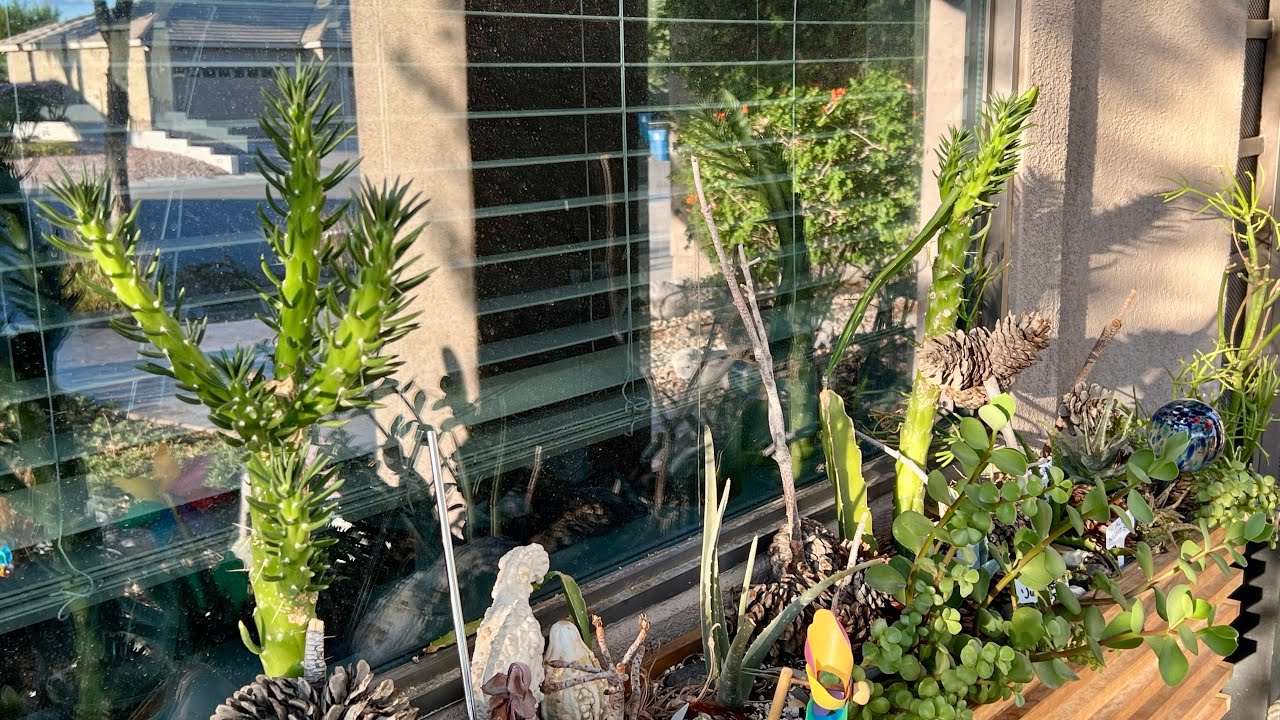 Making Free Plants | Eve’s Needle Cactus 