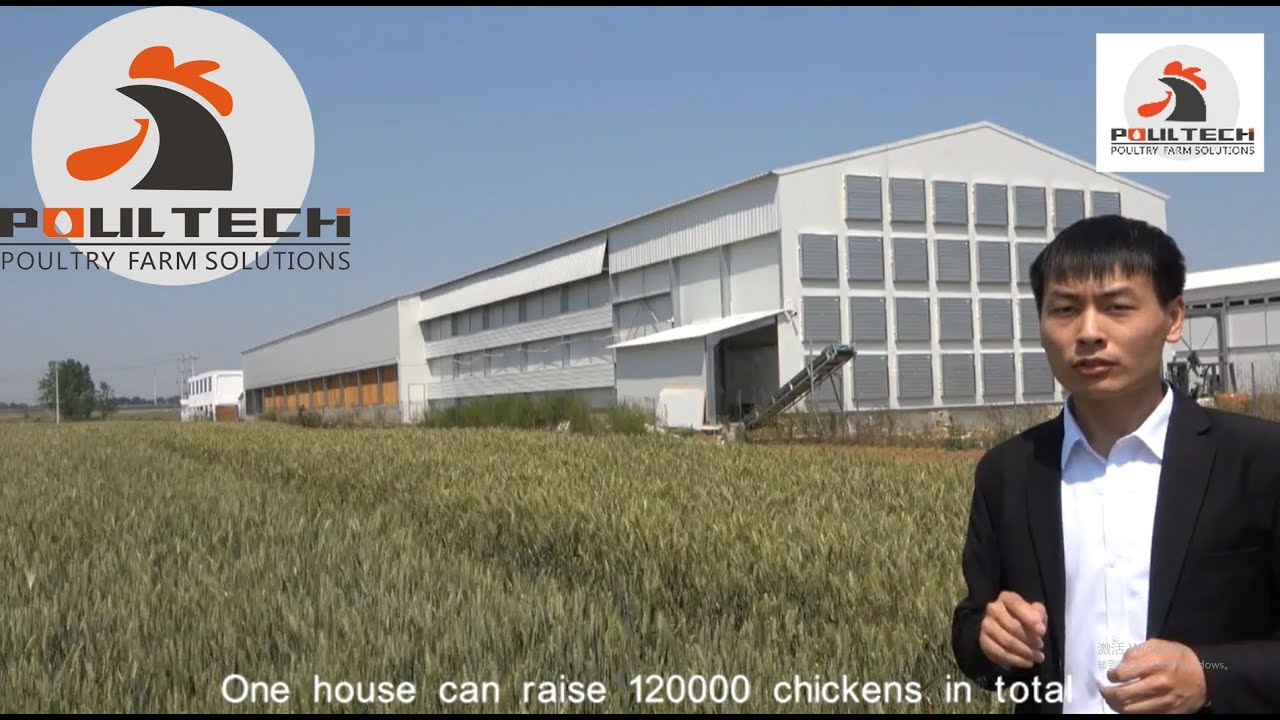 120 000 Layers Shed Farm With H Type Cage Explain Every Details Of All The Systems For You