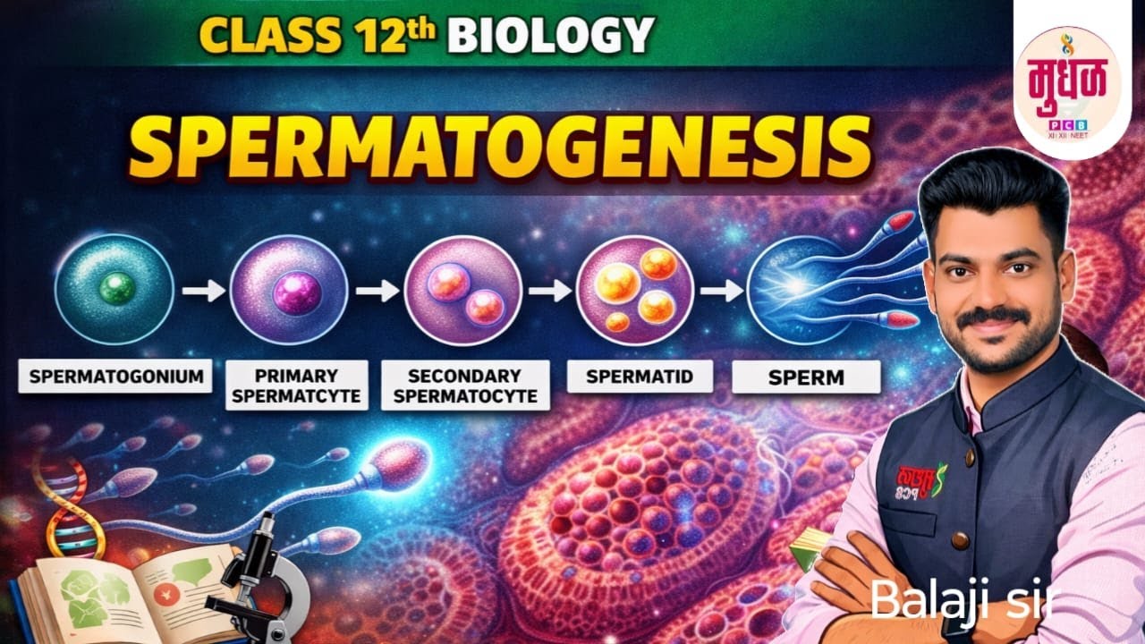 HUMAN REPRODUCTION -SPERMATOGENESIS class-12th biology