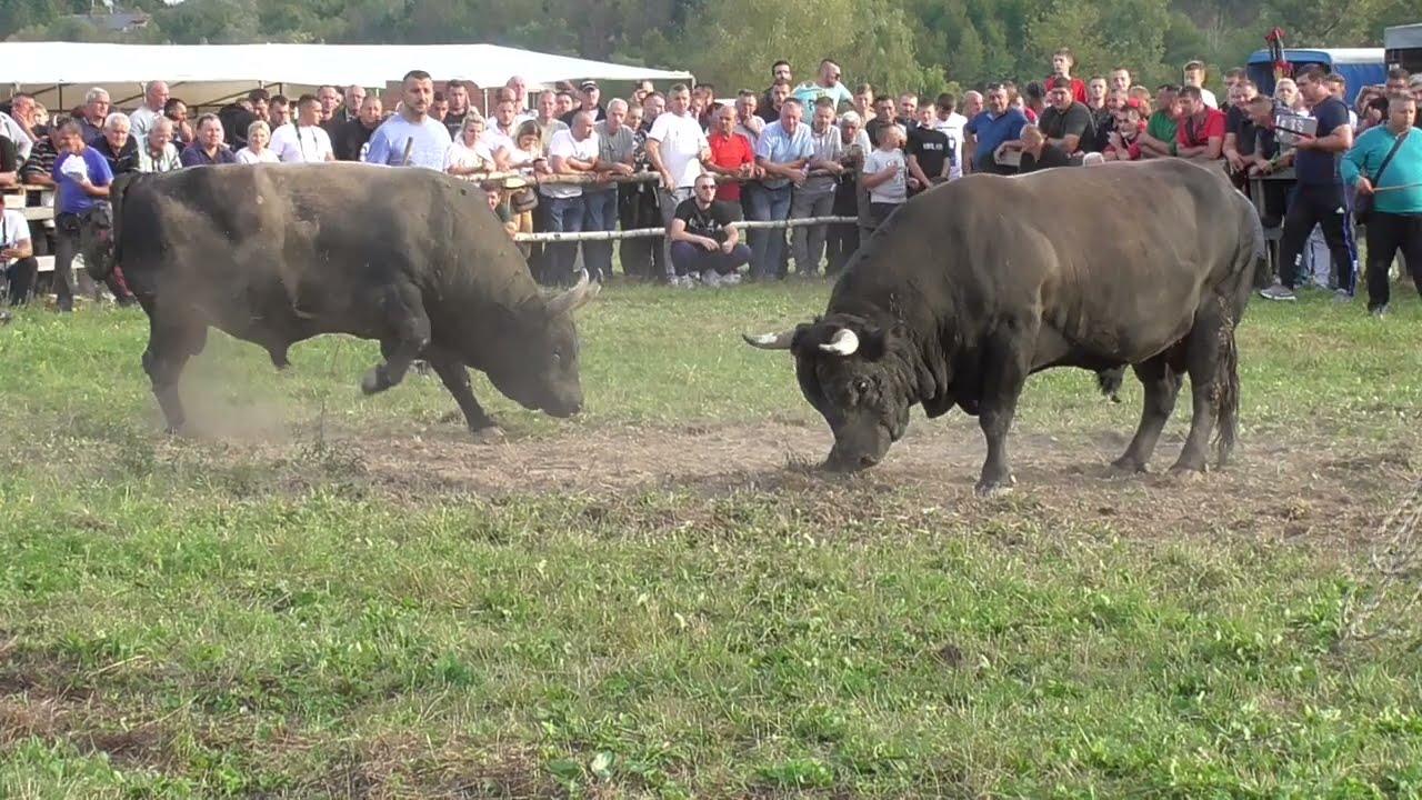 Medeni Edhira Tukića vs Kukan Muhameda Junuzovića Vozuča 2023