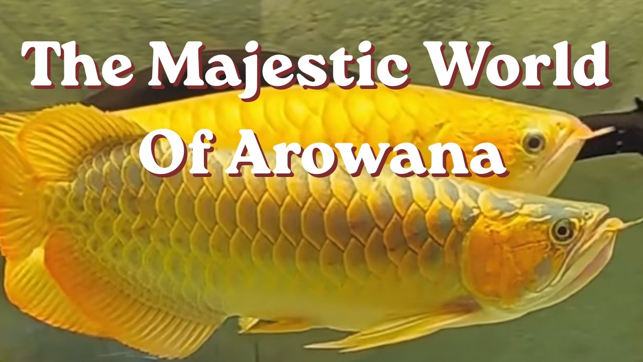 The Majestic World of Arowana #arowana #asianarowana #redarowana #monsterfish #fishtank #aquarium