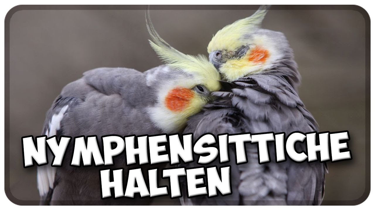 Nymphensittiche richtig halten! Artgerechte Haltung vom Nymphensittich! Tipps!!