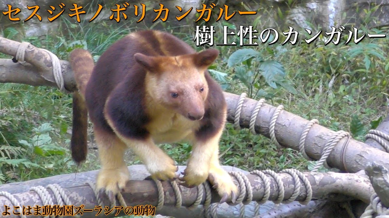 森に暮らすカンガルー「セスジキノボリカンガルー」〜神奈川県「よこはま動物園ズーラシア」の動物〜