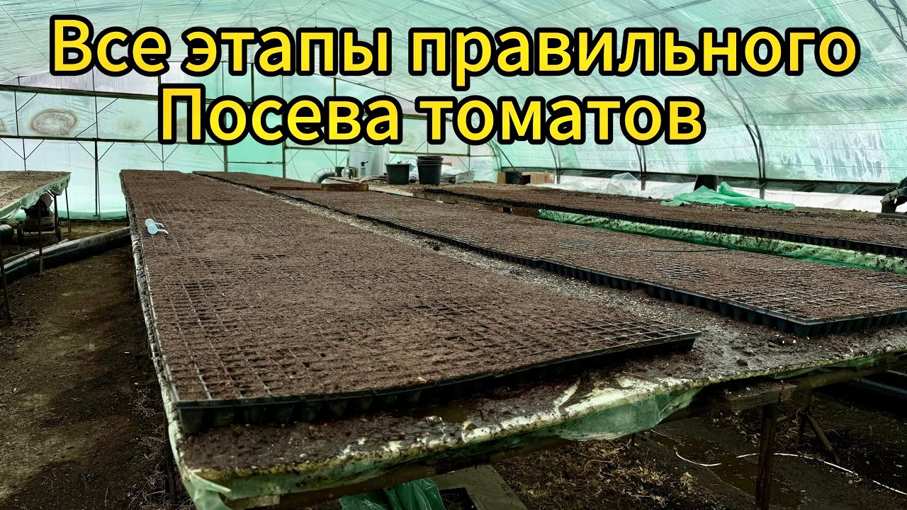 Правильный посев томатов , все этапы ,от А до Я, личный способом для высоких Всоходов