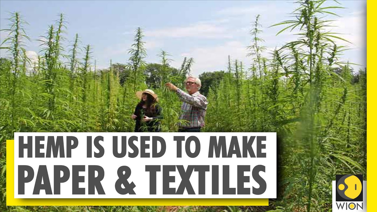 Hemp - The wonder plant | Growing hemp for a 'high' economy