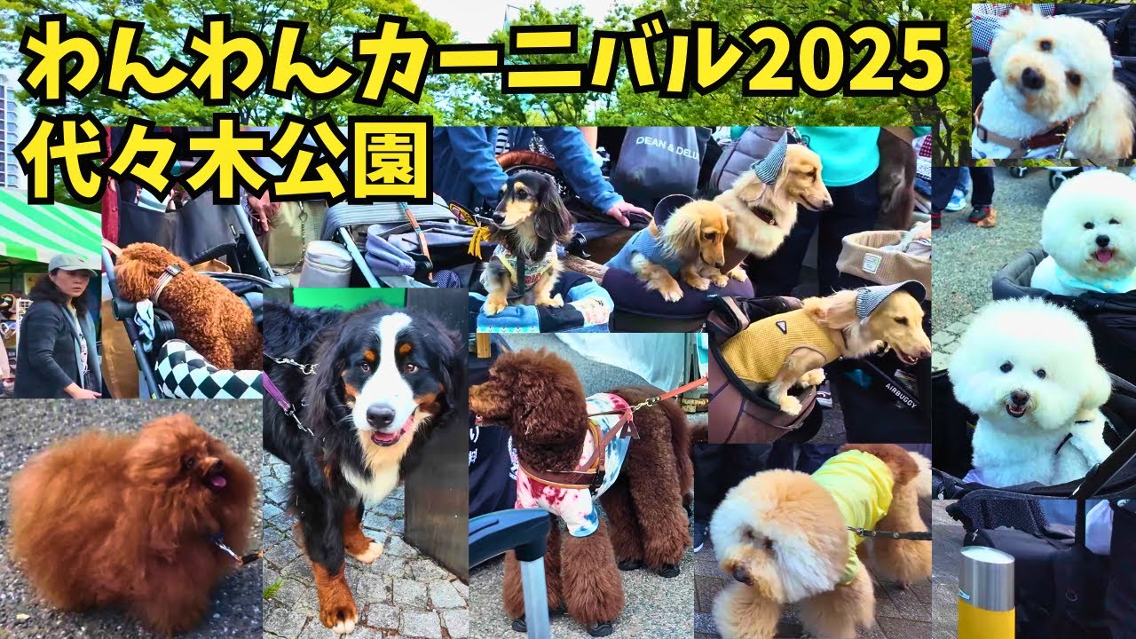 4K💕Most Soothing Event Ever!!🐶Yoyogi Park Wanwan Carnival 2025 in Shibuya, Tokyo Japan 2025